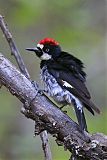 Acorn Woodpecker